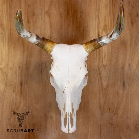 Scrub Art Australian Bull And Cow Skulls Hand Crafted Skulls