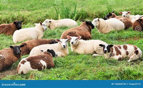 Flock Of Sheep Lying In A Green Meadow Stock Image Image Of Meadow