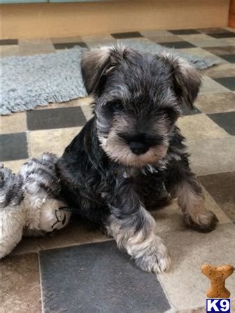 Ready to go 2 miniature schnauzer puppies for sale both boys, salt and pepper colour, both very friendly and active, and have been brought up around children so are child friendly, they have had their 8 week vacs, worm, flea. Puppies Miniature Schnauzer puppies for sale 53661