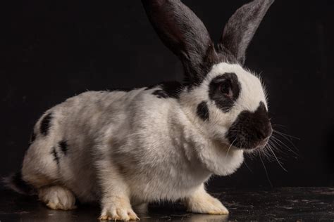 Continental Giant Rabbit: Colors, Temperament + How Big Are They?