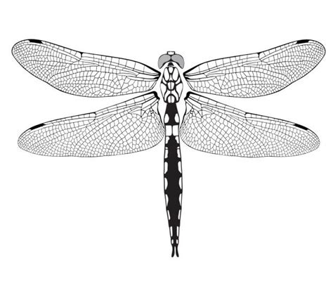 5100 Dragonfly Wings Stock Illustrations Royalty Free Vector