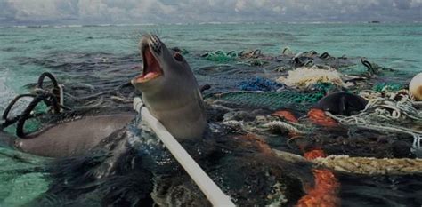 The Impact Of Debris On Marine Life Ocean Pollution Water Pollution