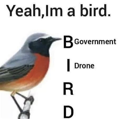 Wake Up Birds Arent Real Stupid Funny Memes Funny Laugh Funny Stuff