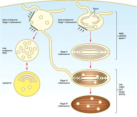 Mechanisms Of Protein Delivery To Melanosomes In Pigment Cells Physiology