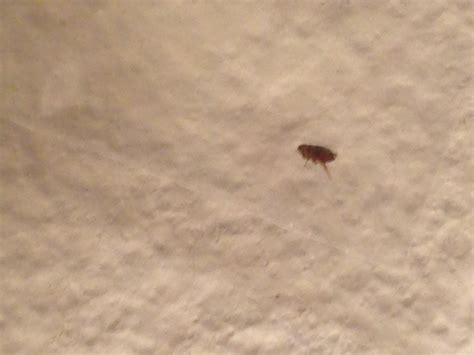 Fleas In Carpet Carpet Vidalondon