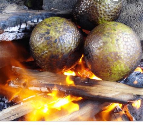 Jamaican Breadfruit Roasted Breadfruit Flour Smoothie Mix With 100