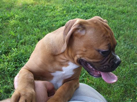Bulloxer American Bulldog And Boxer Mix Pictures And Information