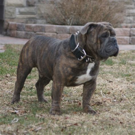 They love getting outdoors, playing we are committed to producing genetically healthier olde english bulldogge puppies. English Bulldogge Info, Temperament, Puppies, Pictures