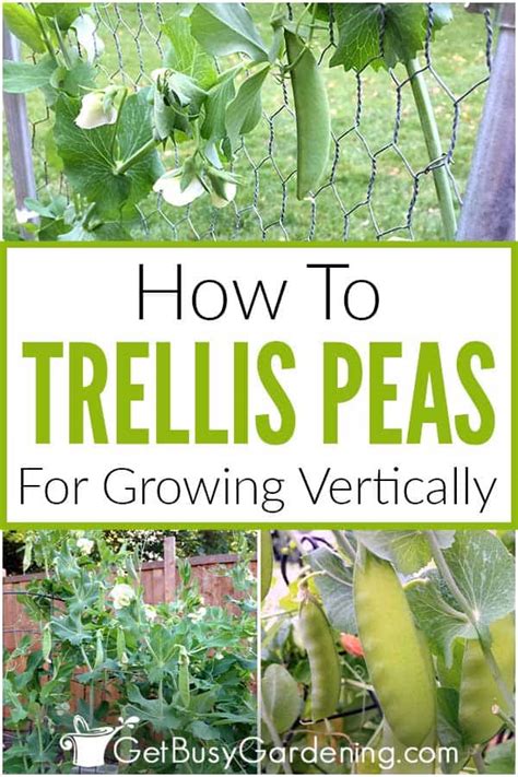 How To Trellis Peas In Your Garden Easy Guide Get Busy Gardening