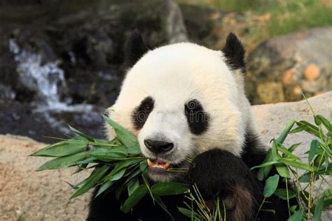 Lovely Giant Panda Eating Bamboo Leaves Stock Image Image Of Kong