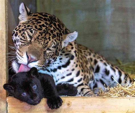 A Newborn Jaguar Cub Has Been Welcomed At A Wildlife Reserve In Kent