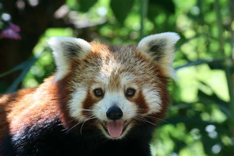 Panda Roux Firefox By Maumautte So Cute