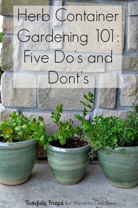 5 Dos And Donts For Planting Herbs Western Garden Centers
