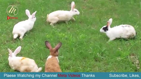 Funny And Cute Baby Bunny Rabbit Videos Compilation Cute