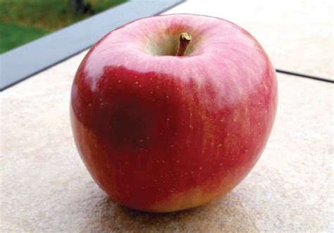 The Next Gmo Apple Good Fruit Grower