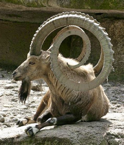 The Most Unusual Shapes Of Goat Hornes African Animals With Horns Animals With Horns Animals
