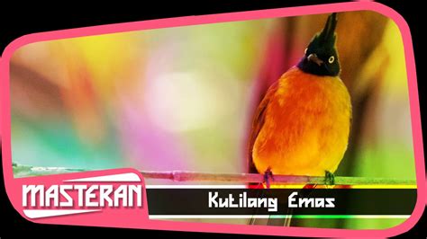 Kicau Mania Indonesia Masteran Suara Burung Kutilang Emas 3 Youtube