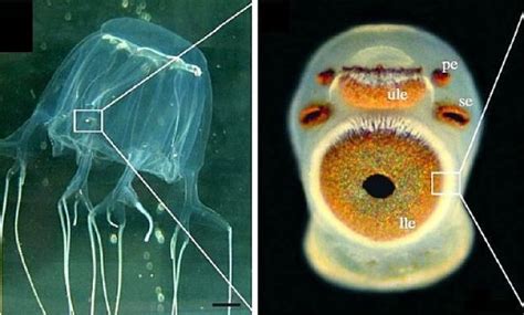 The Amazing Box Jellyfish Eye Resembles Vertebrate Eyes With A Lens And