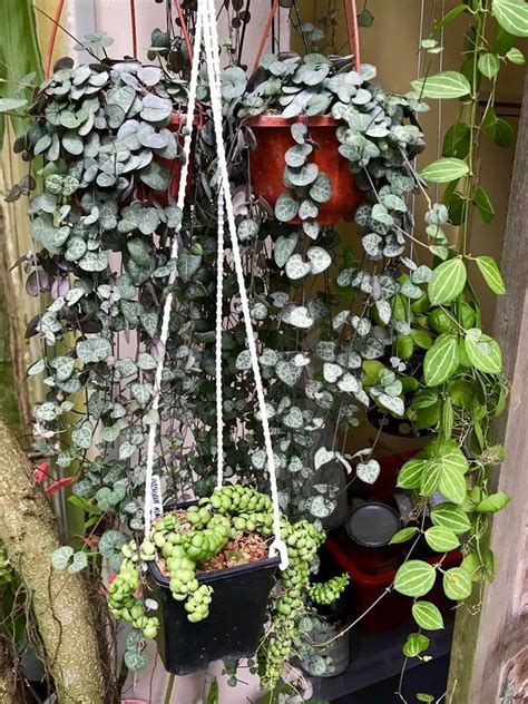 Plantfiles Pictures Ceropegia Species Rosary Vine String Of Hearts