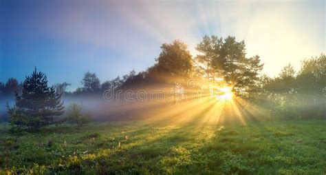 Panorama Landscape With Sun And Forest And Meadow At Sunrise Stock