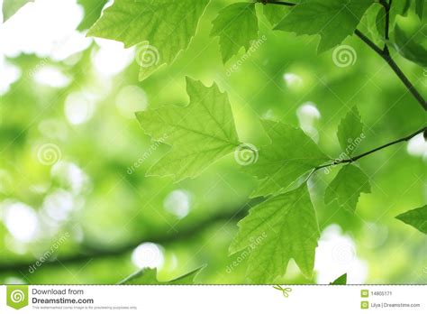 Tree Branch With Green Leaves Stock Image Image Of Growing Branch