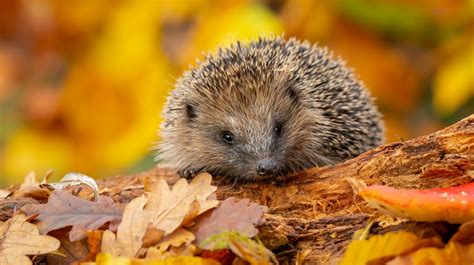 Hedgehog Awareness Week Hedgehog Awareness Week Runs From The By