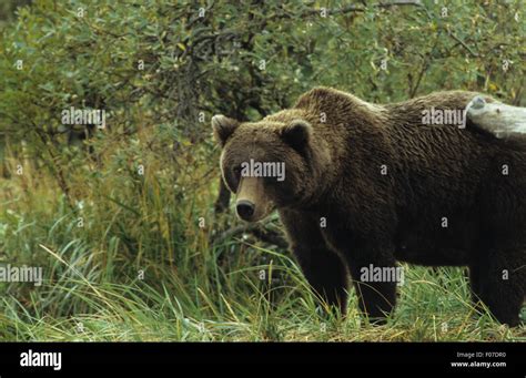 Grizzly Bear Standing Up Hi Res Stock Photography And Images Alamy