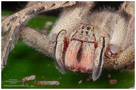 Brazilian Wandering Spider Armed Spider Or Banana Spider Flickr