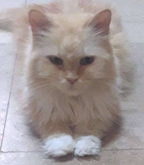 Cat For Adoption Cuddlebugs Shamis A Ragamuffin And Persian Mix In