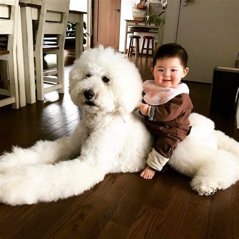 Adorable 1 Year Old Girl And Giant Poodle Are Inseparable Friends