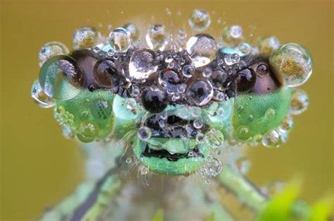 Macro Photography Of Insects In The Morning Dew By German Photographer