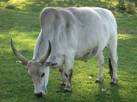 Zebu Cattle Breed Facts Uses Origins And Characteristics With