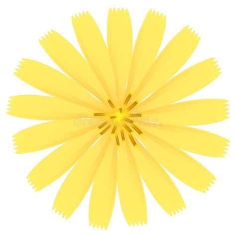 Yellow Flower Vector Illustration Stock Vector Illustration Of Fresh