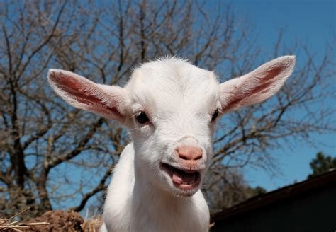 Forget Robots The Goats Are Coming For Our Jobs Chicago Tribune