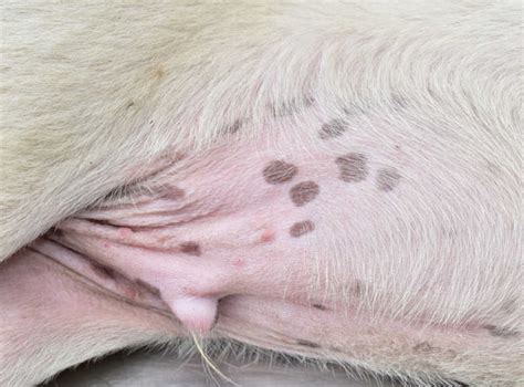 Black Spots On Dog Skin Pictures And Vet Advice