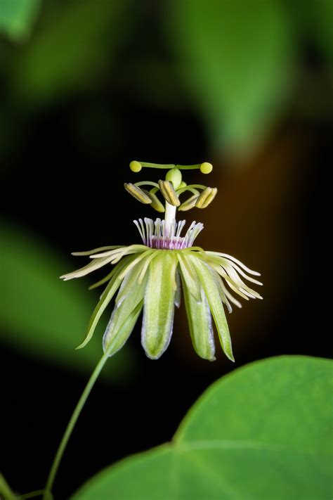 Passiflora Lutea Yellow Passionflower Growing Near The Meramec River