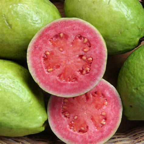 Cuban Style Guava Jam Recipe Guava Fruit Guava Benefits Guavas