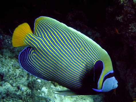 Angelfish Diet Breeding Facts Pictures Habitat Behaviour