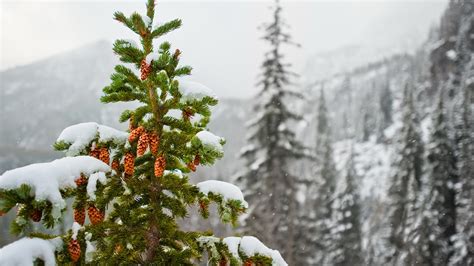 Fondo De Pantalla Paisajes Abetos Nevados Imagenes Hilandy