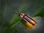 5 things you should know about fireflies - LifeGate