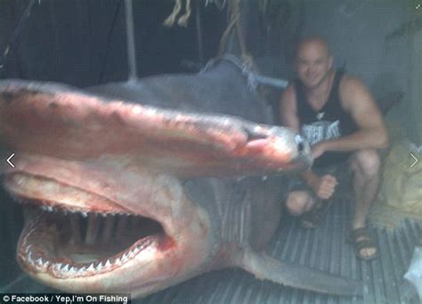 Nsw Fisherman Poses With 17ft Hammerhead Shark He Caught