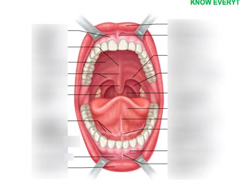 Mouth Diagram Quizlet