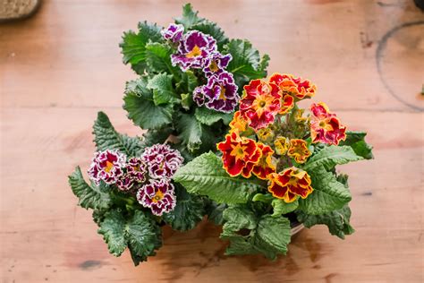 How To Grow And Care For Hybrid Primrose Polyantha Primrose