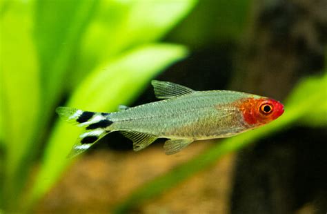 Rummy Nose Tetra Peaceful And Easy Better Fishkeeping