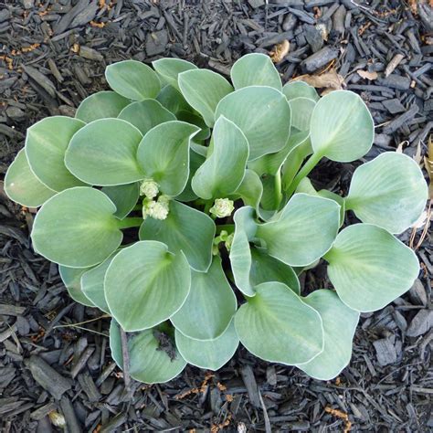 Divide hostas into pieces with eyes or growing points. Mouse-Ear Hosta Information: Learn About Mouse-Ear Hosta Care