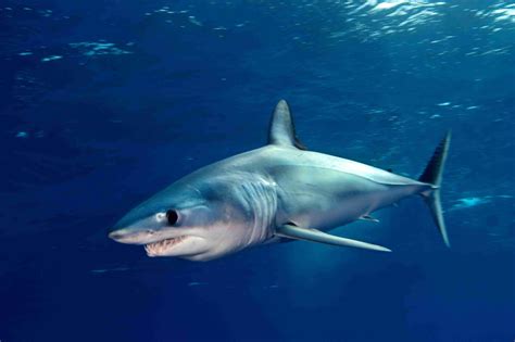 List Of Shark Species And Facts