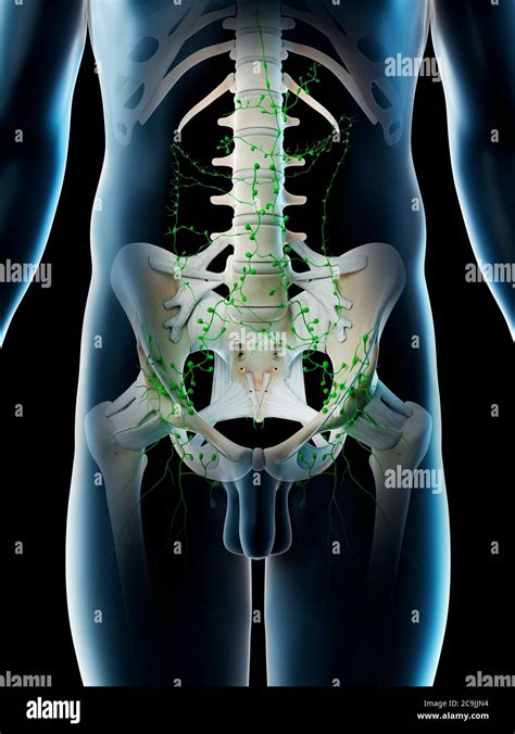 Sistema Linfatico Addominale Immagini E Fotografie Stock Ad Alta