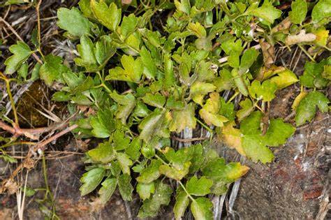 Сельдерей отзывы диета Perpendek Link Google Form | sincovaga.com.br Perpendek Link Google Form | sincovaga.com.br Сельдерей отзывы диета