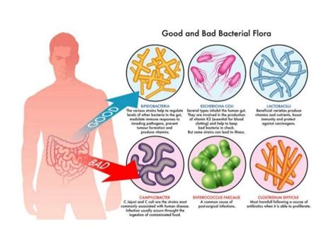 Gut Microbiota In Health And Disease