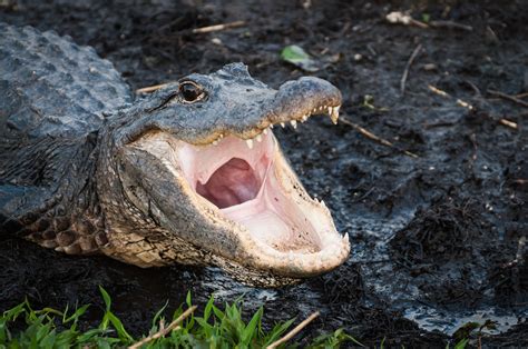 Alligator Bites Mans Skull Pulls Him Down In Florida River Like A